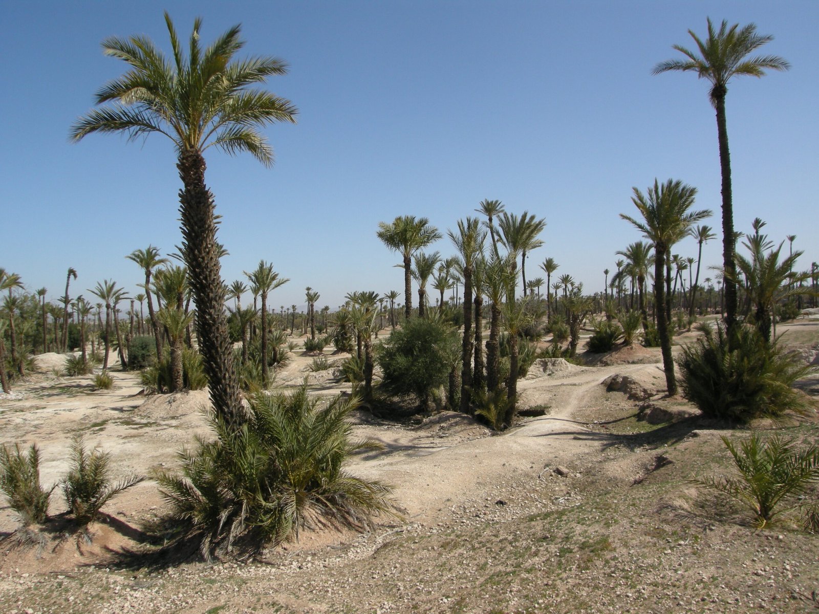 About Rose Vip Cars Marrakech